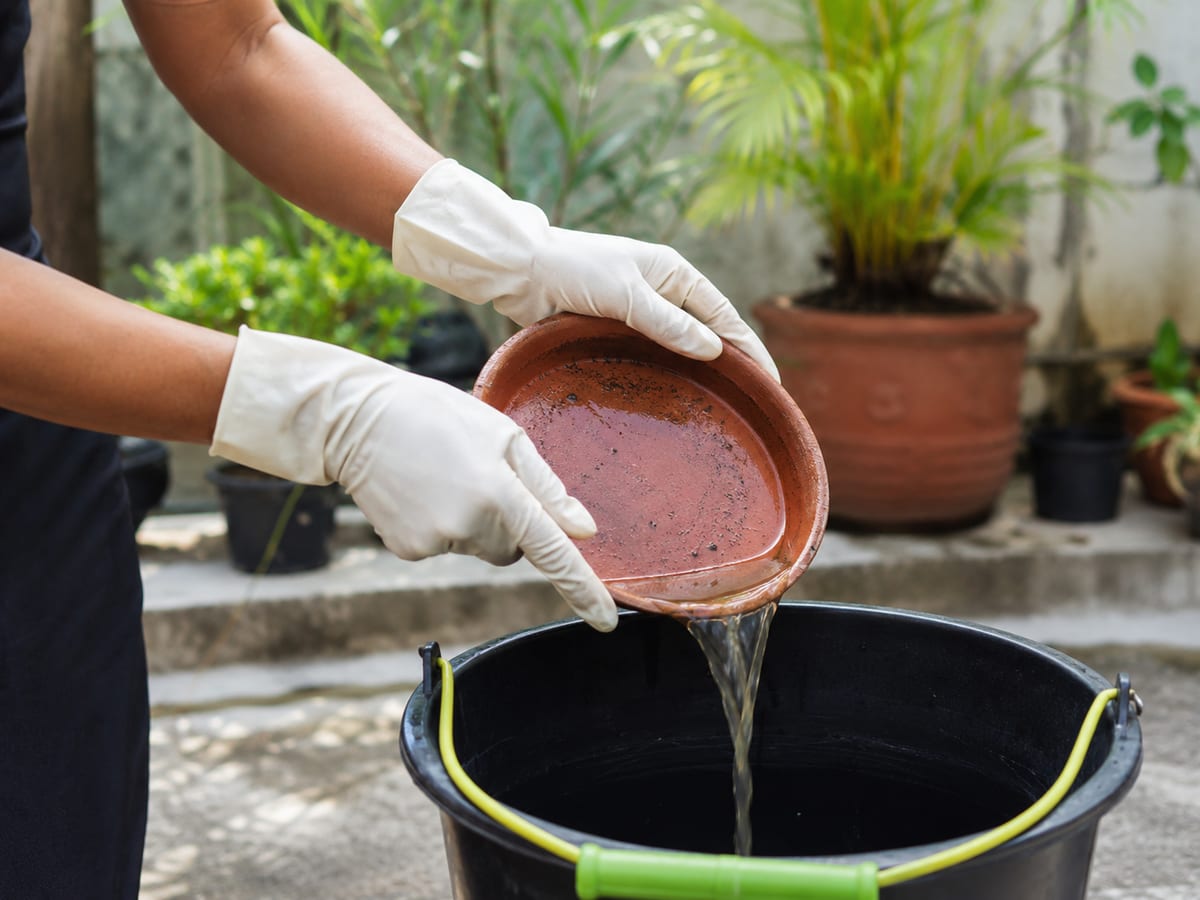 Pessoa esvaziando prato de planta com água parada para combater o mosquito da dengue