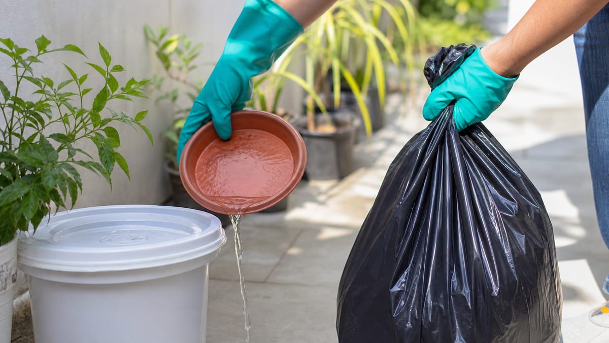 Pessoa esvaziando prato de planta com água parada para combater o mosquito da dengue